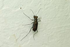 Odontocheila