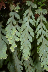 Hymenophyllum pallidum