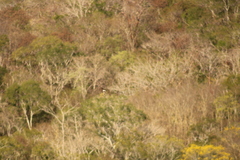 Tachycineta albilinea