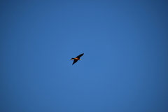 Milvus milvus milvus