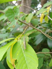 Tagasta