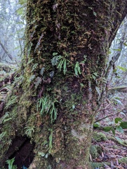 Chrysogrammitis glandulosa