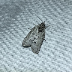 Nycteola polycyma
