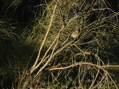 Erithacus rubecula rubecula