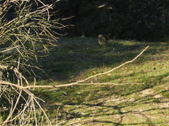 Erithacus rubecula rubecula