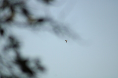 Tachycineta albilinea