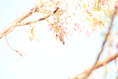 Polygonus leo arizonensis