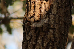 Hamadryas glauconome