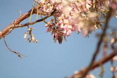 Polygonus leo arizonensis