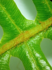 Dicranopteris linearis alternans