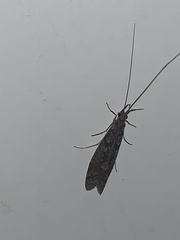 Triplectidinae
