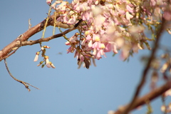 Polygonus leo arizonensis