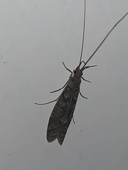 Triplectidinae