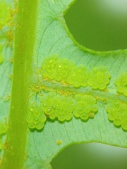 Dicranopteris linearis alternans