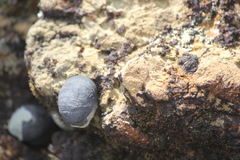 Nerita atramentosa