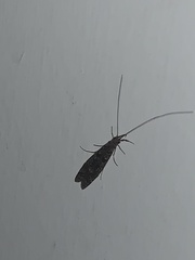 Triplectidinae