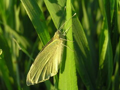 Pieris brassicae