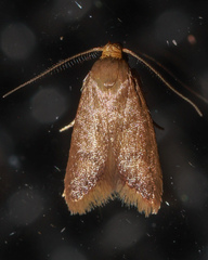 Tachystola ptochodes
