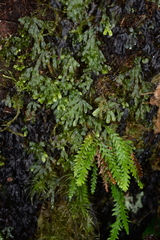 Hymenophyllum digitatum