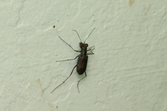 Odontocheila