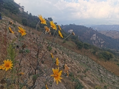 Tithonia tubaeformis
