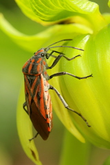 Spilostethus rivularis