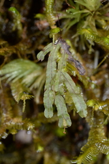 Hymenophyllum digitatum