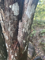 Lebeda nobilis