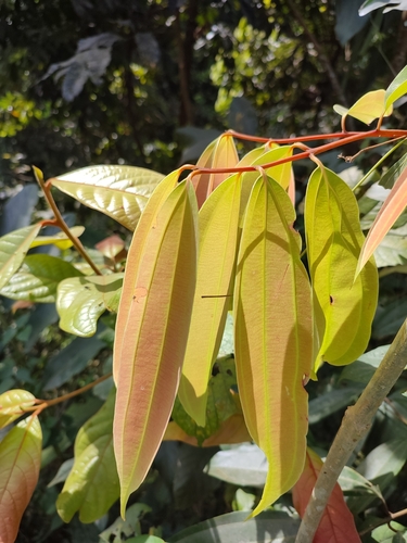 Cinnamomum malabatrum, photograph 4