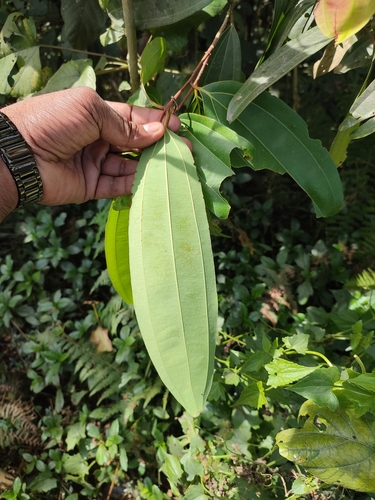 Cinnamomum malabatrum, photograph 5
