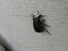 Ablattaria laevigata