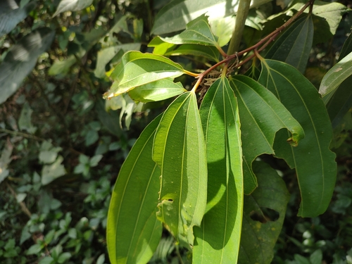 Cinnamomum malabatrum, photograph 6