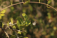 Thisbe lycorias