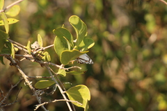 Thisbe lycorias