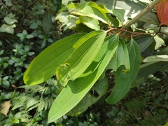 Cinnamomum malabatrum