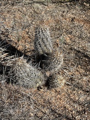 Echinocereus engelmannii fasciculatus