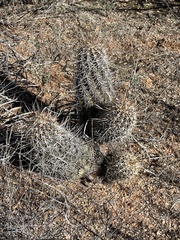 Echinocereus engelmannii fasciculatus