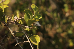Thisbe lycorias