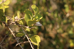 Thisbe lycorias
