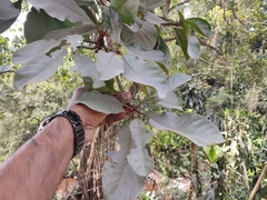 Elaeocarpus tuberculatus