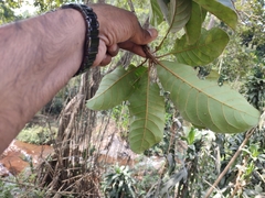 Elaeocarpus tuberculatus