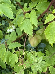 Cardiospermum halicacabum