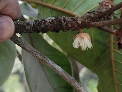 Elaeocarpus tuberculatus