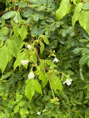 Cardiospermum halicacabum