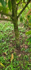 Calophyllum soulattri