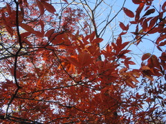 Acer mandshuricum