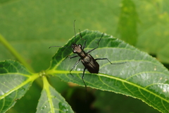 Odontocheila
