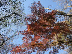 Acer mandshuricum