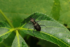 Odontocheila