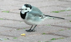Motacilla alba alba